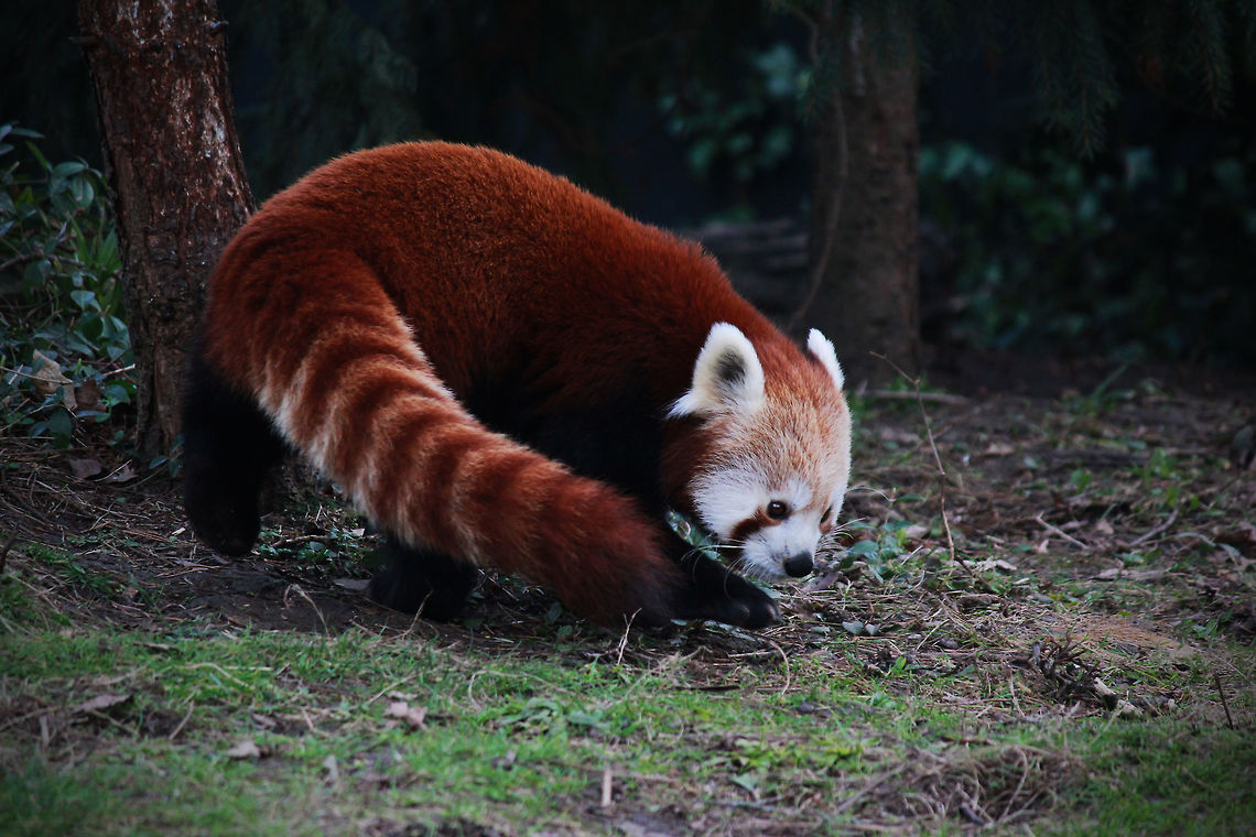 Red Panda  Ailurus fulgens,Red panda