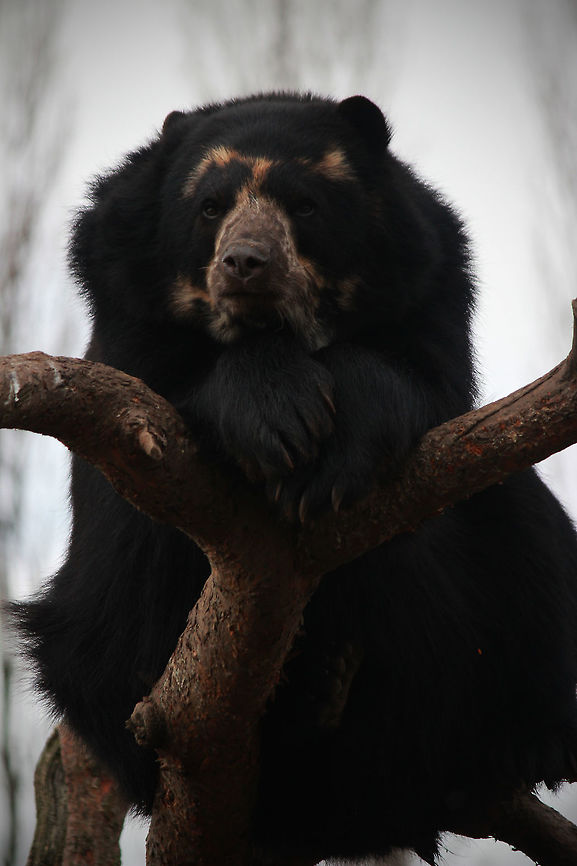 Spectacled Bear  Bear,Spectacled bear,Tremarctos ornatus