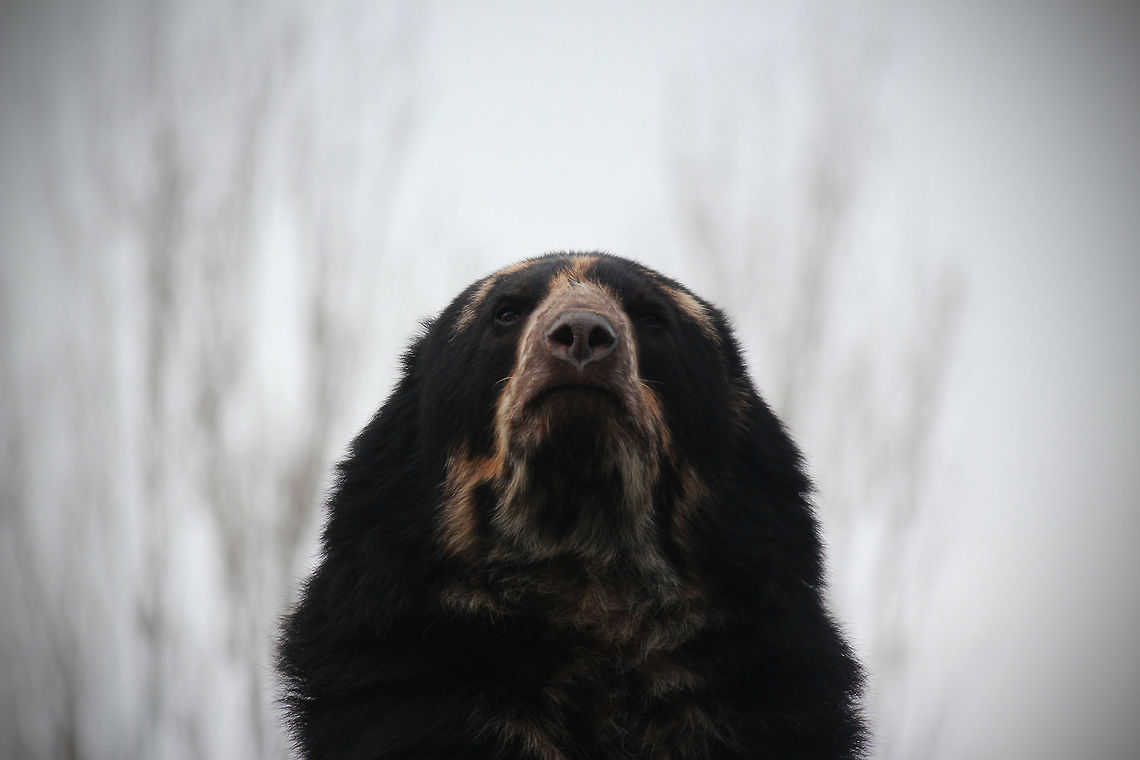 Spectacled Bear  Bear,Spectacled bear,Tremarctos ornatus