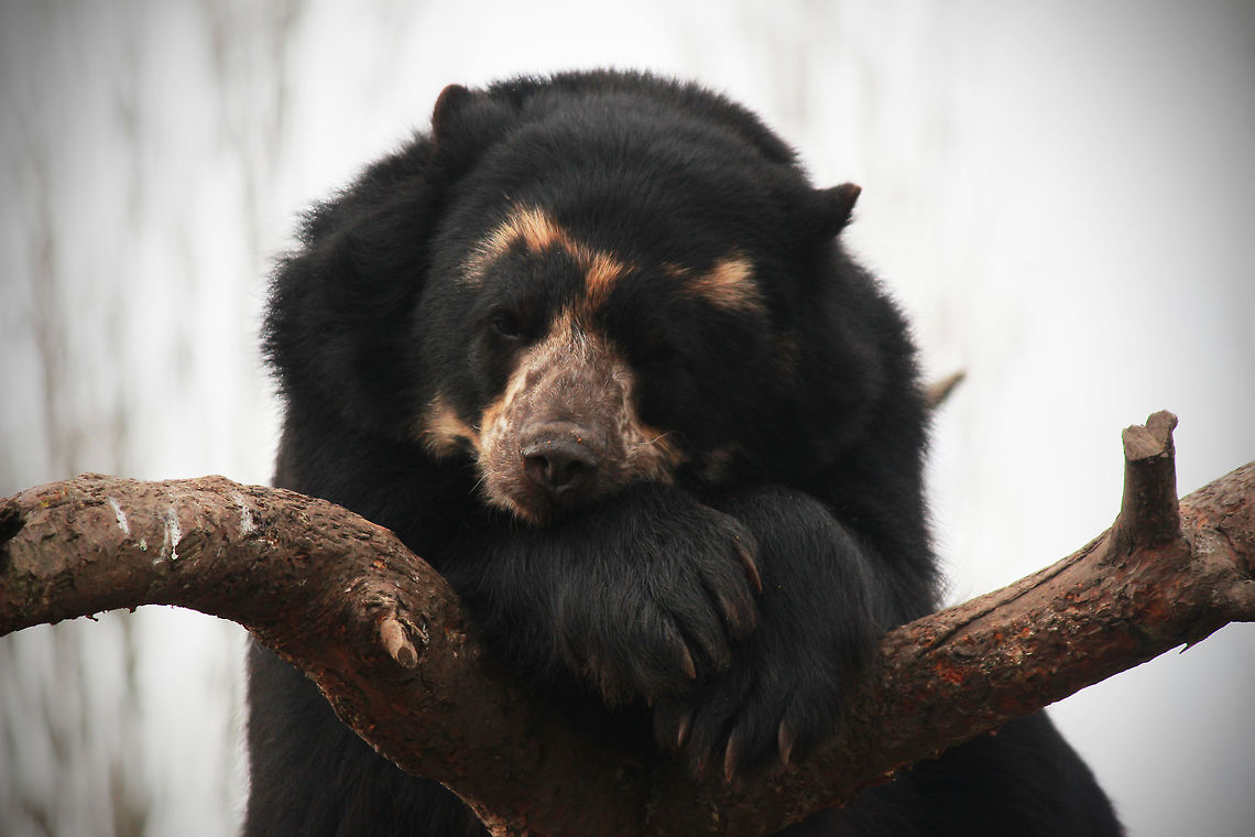 Spectacled Bear  Bear,Spectacled bear,Tremarctos ornatus
