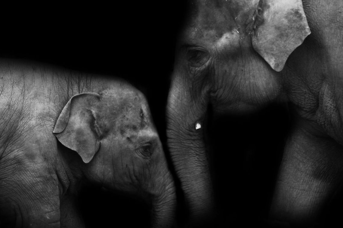 Asian Elephants  Asian Elephant,Asian elephant,Elephant,Elephas maximus