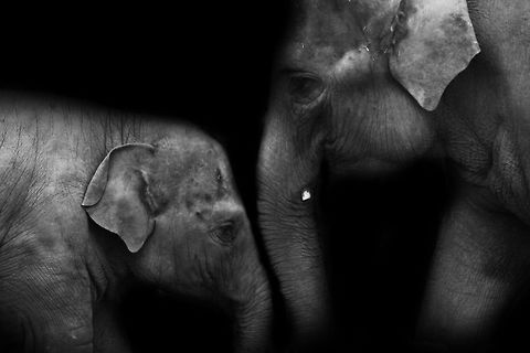 Asian Elephants  Asian Elephant,Asian elephant,Elephant,Elephas maximus