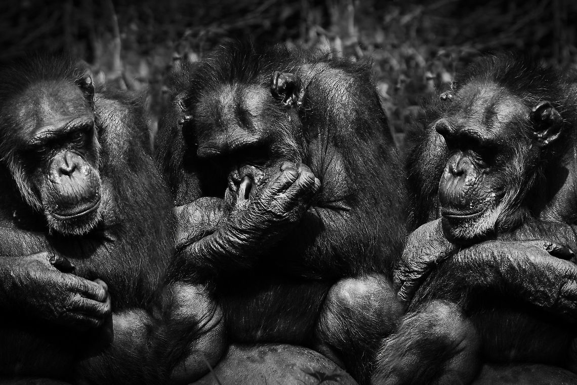 Trio  Chimpanzee,Common chimpanzee,Pan troglodytes
