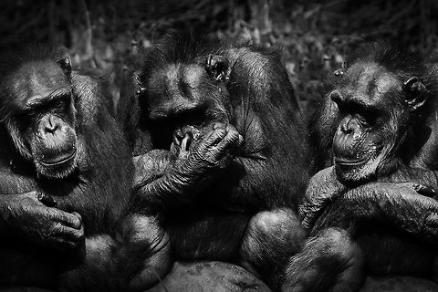 Trio  Chimpanzee,Common chimpanzee,Pan troglodytes