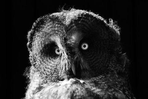 Great Grey Owl - Enhanced Edition This is an edited version of the first Great Grey Owl image to land on this site. Since uploading the initial image, I have learnt various ways to enhance a photograph using Photoshop and this is the current result.  Great Grey Owl,Owl,Strix nebulosa