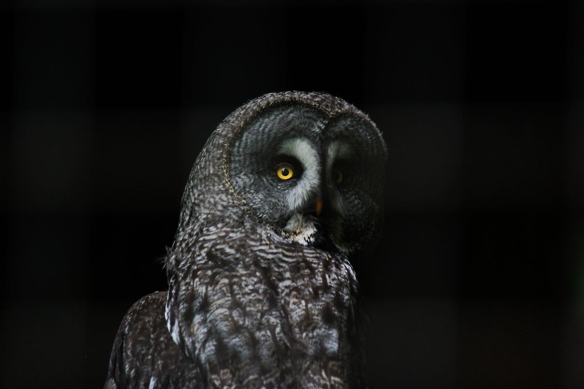 Great Grey Owl  Geotagged,Great Grey Owl,Strix nebulosa,Summer,United Kingdom