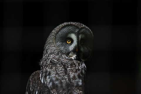 Great Grey Owl  Geotagged,Great Grey Owl,Strix nebulosa,Summer,United Kingdom