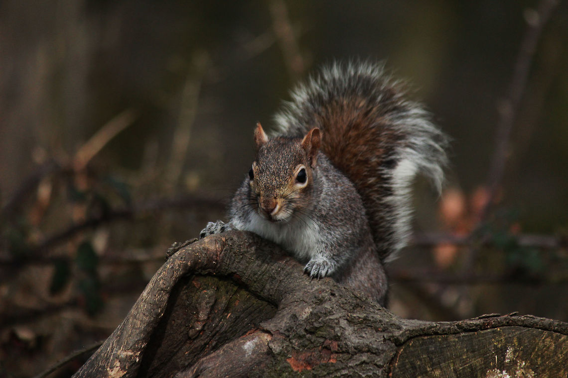 Grey Squirrel  Geotagged,Sciurus griseus,United Kingdom,Western Gray Squirrel,Winter