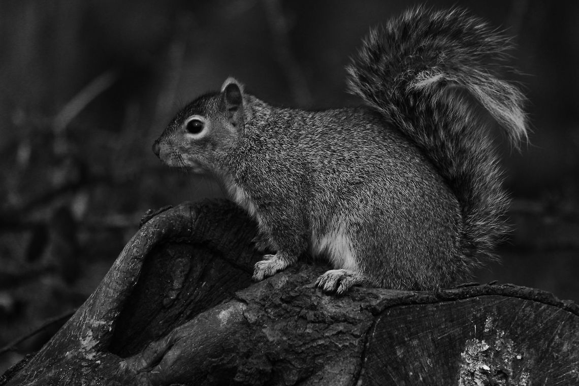 Grey Squirrel  Geotagged,Sciurus griseus,United Kingdom,Western Gray Squirrel,Winter