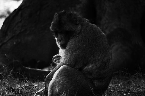Mother & Child  Barbary Macaque,Geotagged,Macaca sylvanus,Summer,United Kingdom