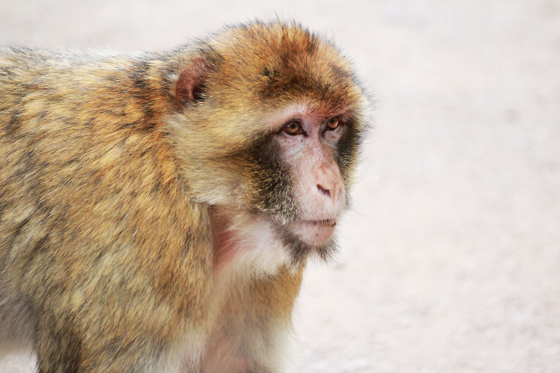 Barbary Macaque  Barbary Macaque,Macaca sylvanus