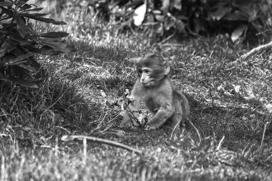Baby Barbary Macaque  Barbary Macaque,Macaca sylvanus