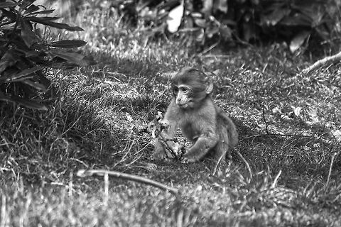 Baby Barbary Macaque  Barbary Macaque,Macaca sylvanus