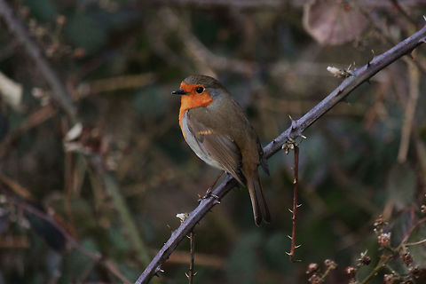 Robin Taken at Knypersley Reservoir, England. Erithacus rubecula,European Robin