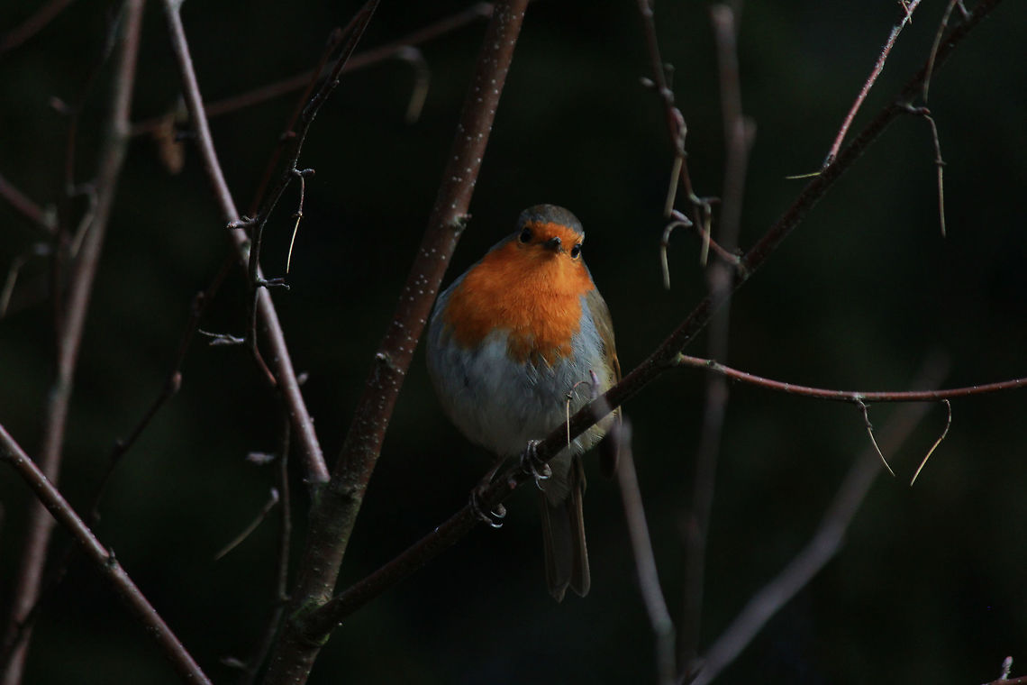 Robin Taken at Knypersley Reservoir, England. Erithacus rubecula,European Robin