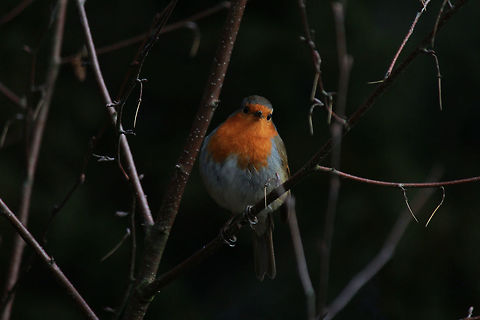 Robin Taken at Knypersley Reservoir, England. Erithacus rubecula,European Robin