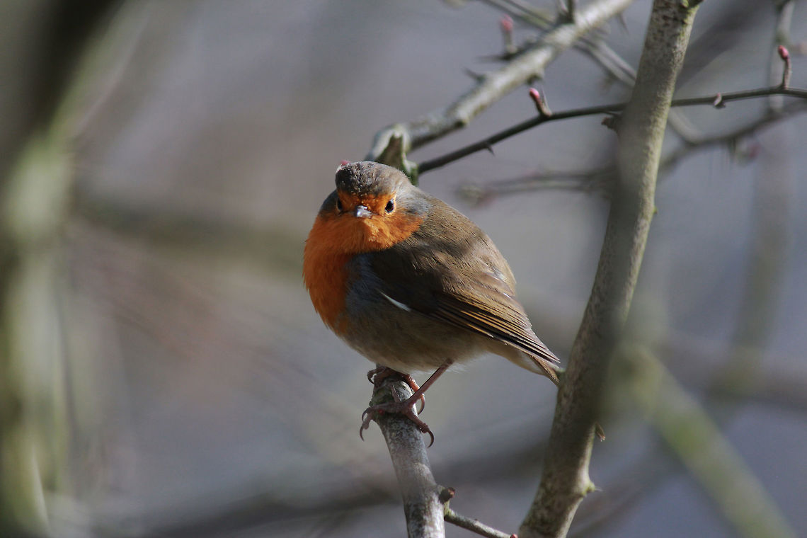 Robin Taken at Knypersley Reservoir, England. Erithacus rubecula,European Robin