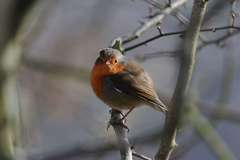 Robin Taken at Knypersley Reservoir, England. Erithacus rubecula,European Robin