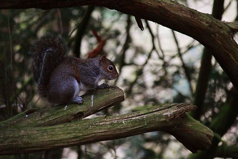 Grey Squirrel Taken at Knypersley Reservoir, England. Eastern gray squirrel,Geotagged,Sciurus carolinensis,United Kingdom,Winter