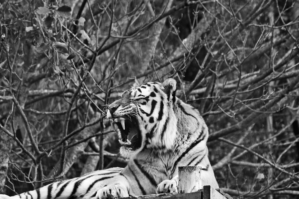 Amur Tiger  Panthera tigris altaica,Siberian tiger,amur tiger