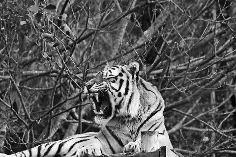 Amur Tiger  Panthera tigris altaica,Siberian tiger,amur tiger