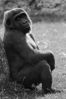 Infant Western Lowland Gorilla Smile for the camera! Gorilla gorilla gorilla,Western lowland gorilla