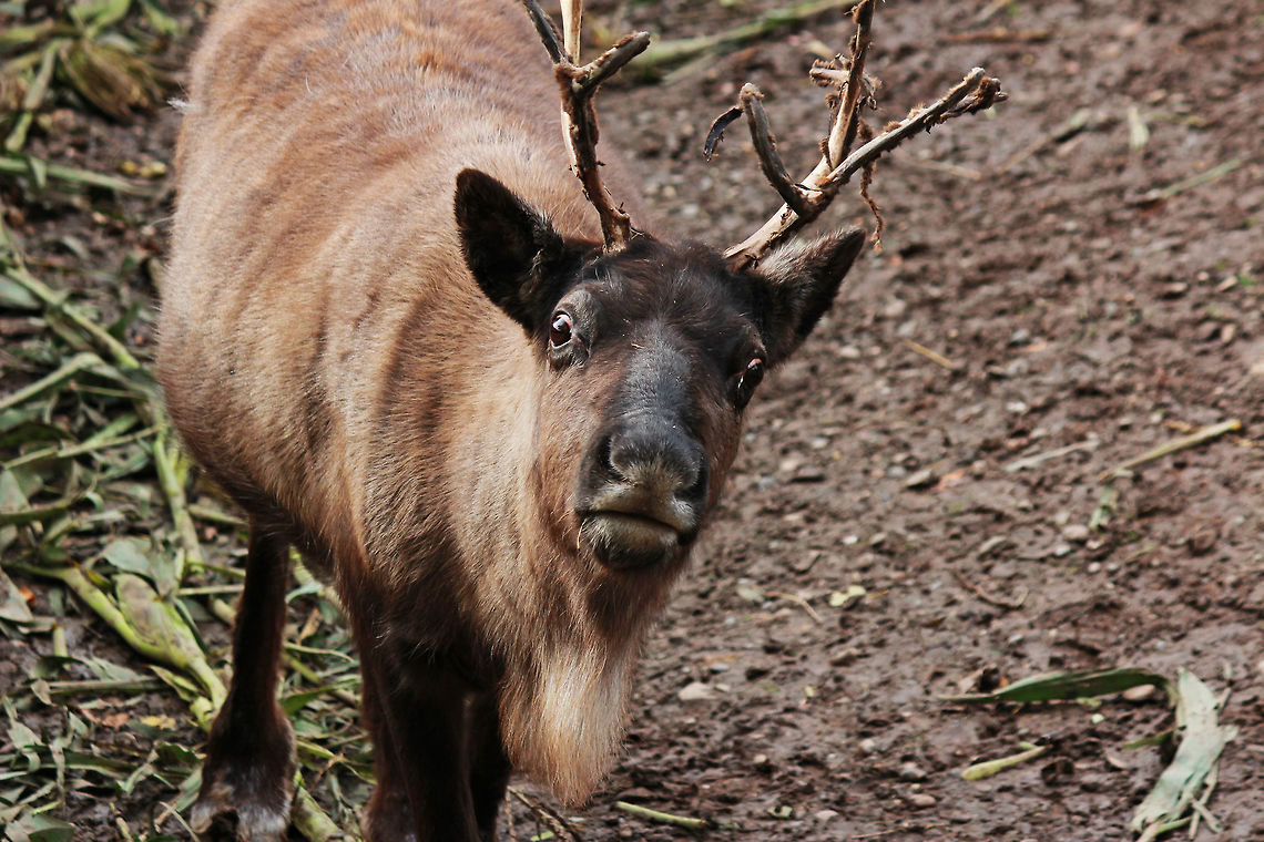 Reindeer  Caribou (North America),Rangifer tarandus