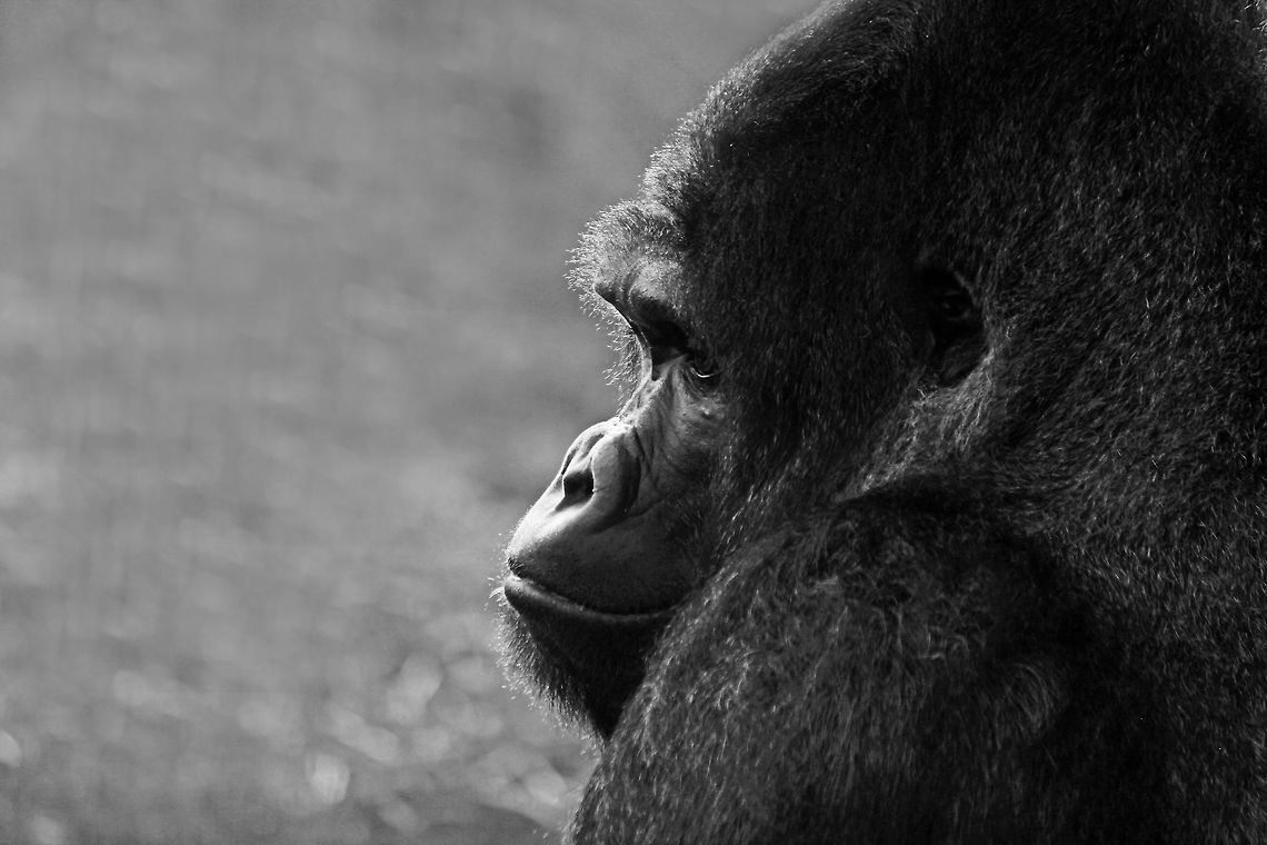 Western Lowland Gorilla Deep in thought... Fall,Geotagged,Gorilla gorilla gorilla,United Kingdom,Western lowland gorilla
