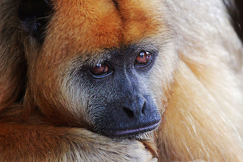 Red Howler Monkey  Alouatta seniculus,Red howler monkey