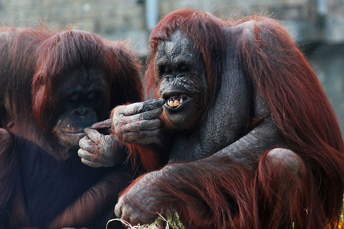 Bornean Orangutan Making sure to floss... Bornean orangutan,Fall,Geotagged,Pongo pygmaeus,United Kingdom