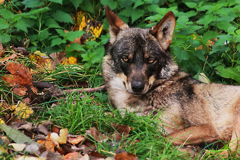 Iberian Wolf  Canis lupus signatus,Fall,Geotagged,Iberian wolf,United Kingdom