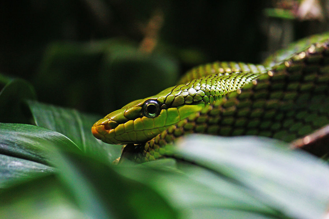 The Opheodrys aestivus  Opheodrys aestivus,snake