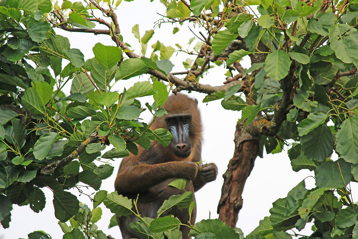 Male Mandrill  Mandrill,Mandrillus sphinx