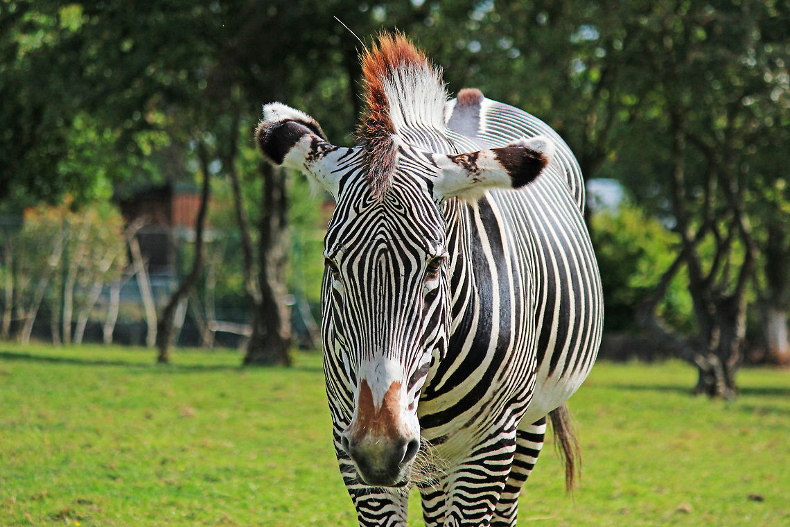 Grevy's Zebra  Equus grevyi,Grévys zebra