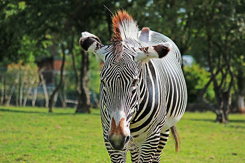 Grevy's Zebra  Equus grevyi,Grévys zebra
