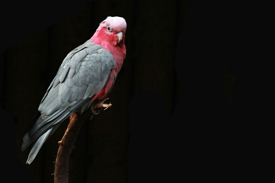 Galah  Eolophus roseicapilla,Galah