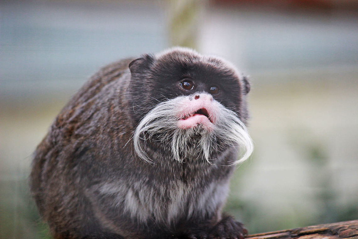Emperor Tamarin Monkey  Emperor Tamarin,Saguinus imperator