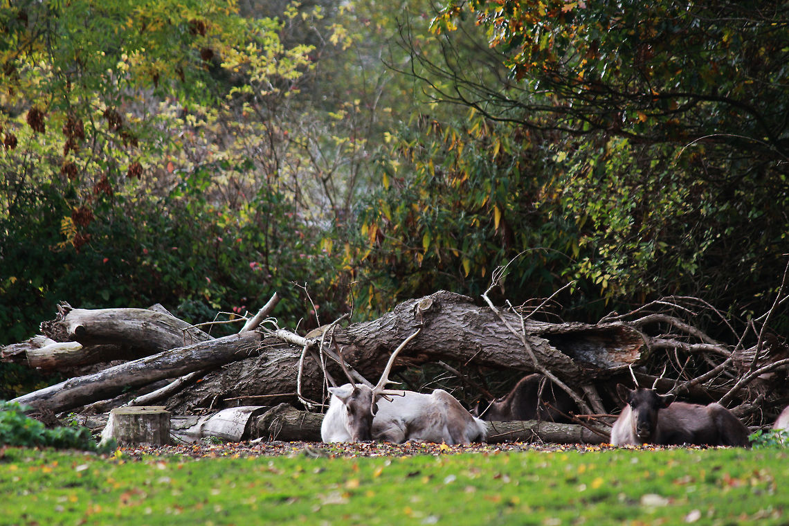 Reindeer  Caribou (North America),Rangifer tarandus