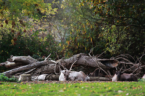 Reindeer  Caribou (North America),Rangifer tarandus