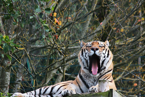 Yawn...  Panthera tigris altaica,Siberian tiger