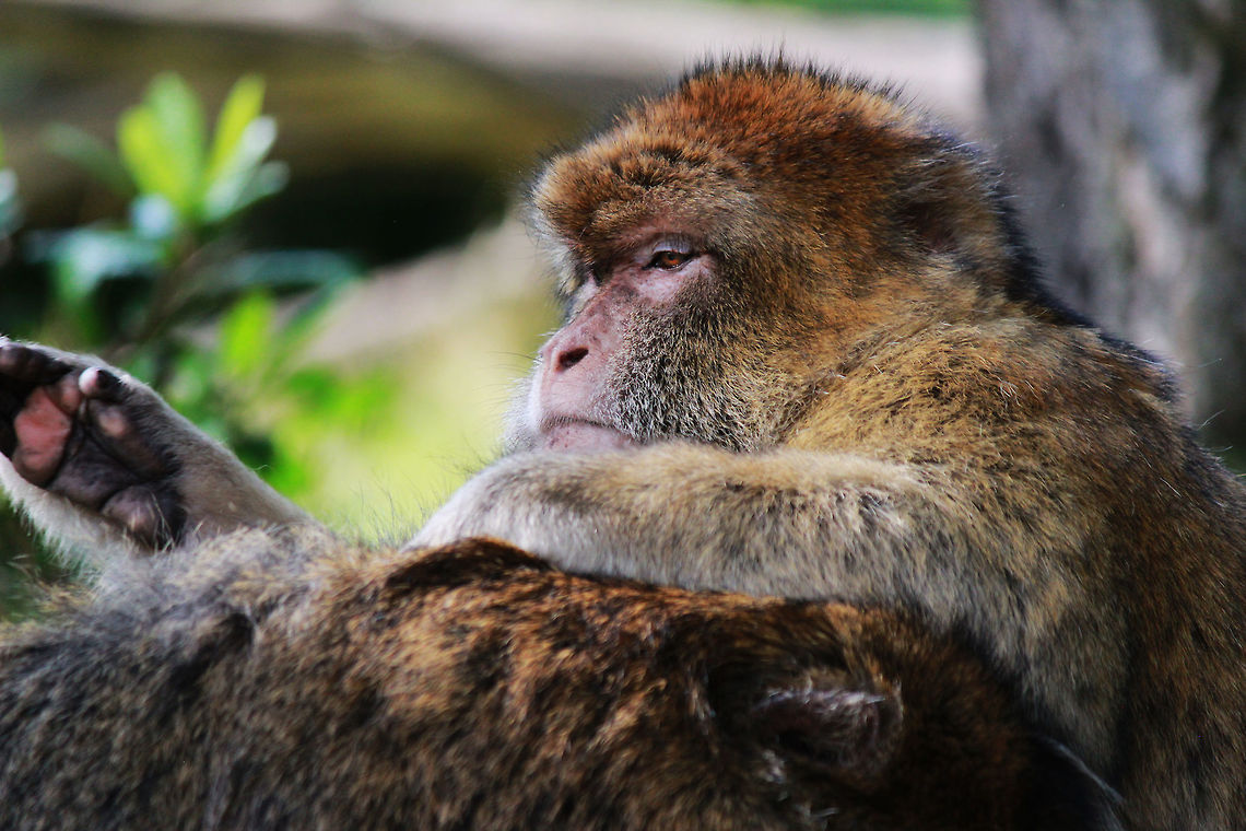 Grooming  Barbary Macaque,Geotagged,Macaca sylvanus,Summer,United Kingdom