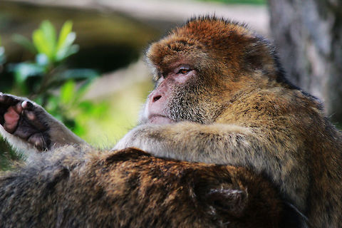 Grooming  Barbary Macaque,Geotagged,Macaca sylvanus,Summer,United Kingdom