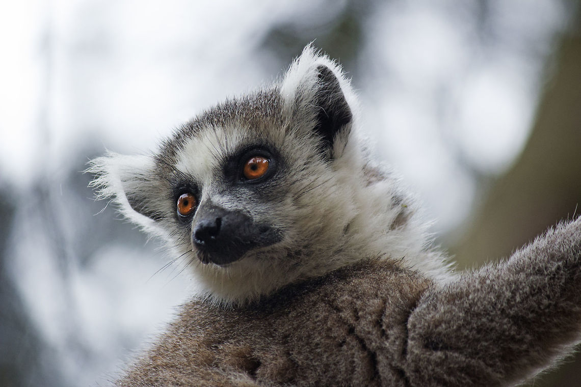 Ring-tailed Lemur Taken at Yorkshire wildlife park. Geotagged,Lemur catta,Ring-tailed lemur,Spring,United Kingdom,zoo