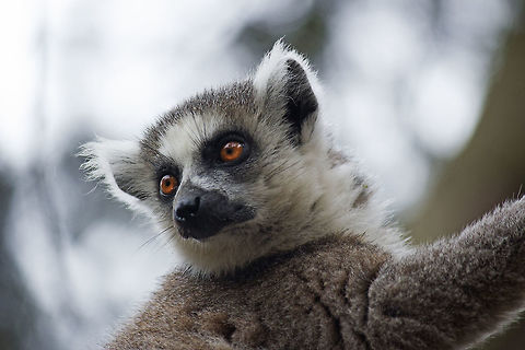 Ring-tailed Lemur Taken at Yorkshire wildlife park. Geotagged,Lemur catta,Ring-tailed lemur,Spring,United Kingdom,zoo