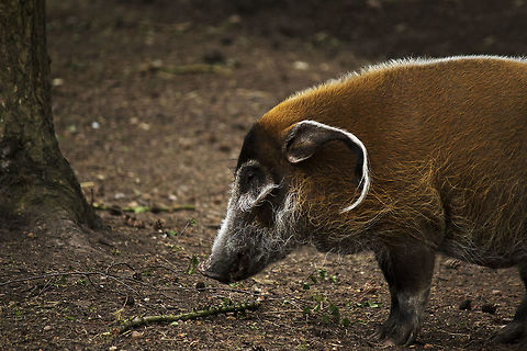 Red River Hog Taken at Yorkshire wildlife park. Geotagged,Potamochoerus porcus,Red river hog,Spring,United Kingdom
