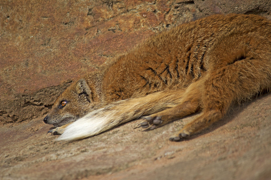 Yellow Mongoose Taken at Yorkshire wildlife park. Cynictis penicillata,Yellow Mongoose