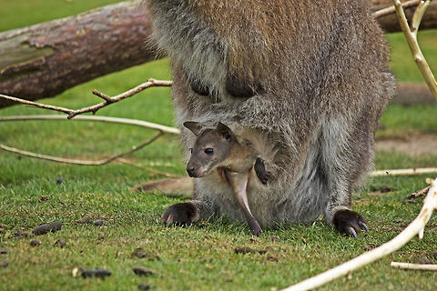 Baby Wallaby Taken at Yorkshire wildlife park. Geotagged,Macropus rufogriseus,Red-necked wallaby,Spring,United Kingdom