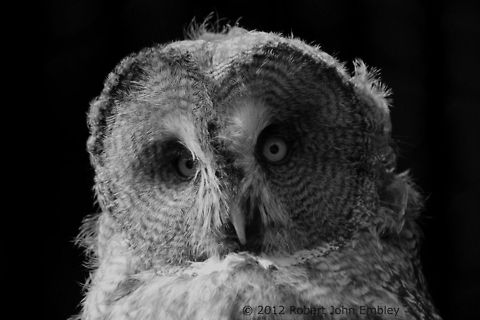 Wisdom Taken at Chester Zoo, England. Geotagged,Great Grey Owl,Strix nebulosa,United Kingdom