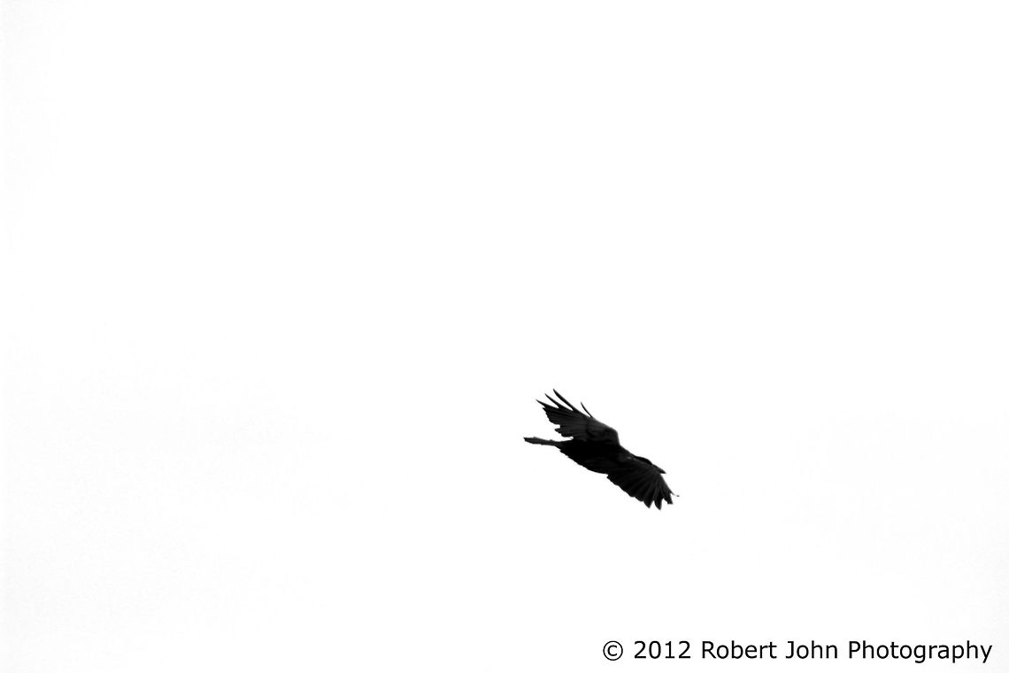 Crow in flight  Geotagged,United Kingdom