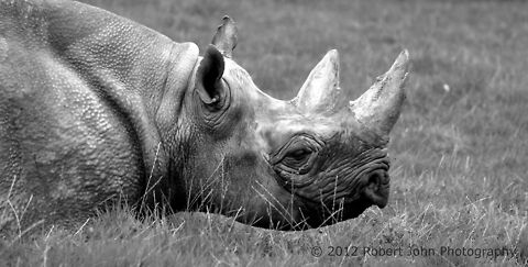 Rhino Happy rhino. Black rhinoceros,Diceros bicornis,Geotagged,United Kingdom